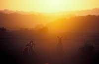 LS105 Kangaroos at Sunset, Yuraygir National Park NSW